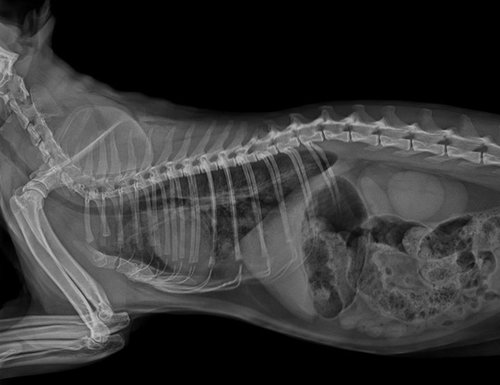 SIUI VET X-ray Röntgenaufnahme: Körper seitlich