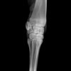 thumb: SIUI VET X-ray Röntgenaufnahme: Gelenk gestreckt