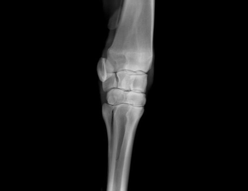 SIUI VET X-ray Röntgenaufnahme: Gelenk gestreckt