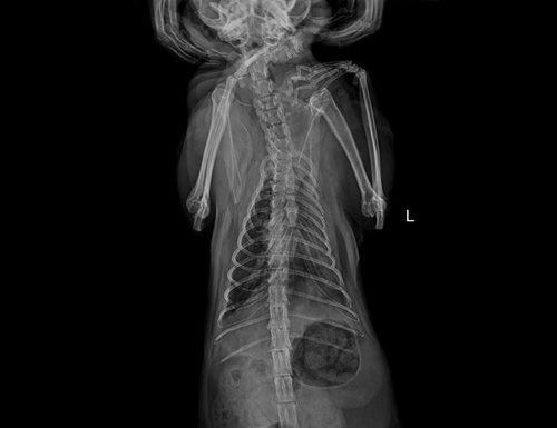 SIUI VET X-ray Röntgenaufnahme: Körper 