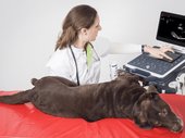 Veterinär Esaote MyLab™ DeltaVET