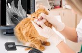 Veterinär Oehm und Rehbein Medici DR Dental-Systeme