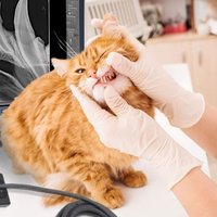 thumb: Medici DR Dental-Systeme